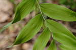 Solomon's seal